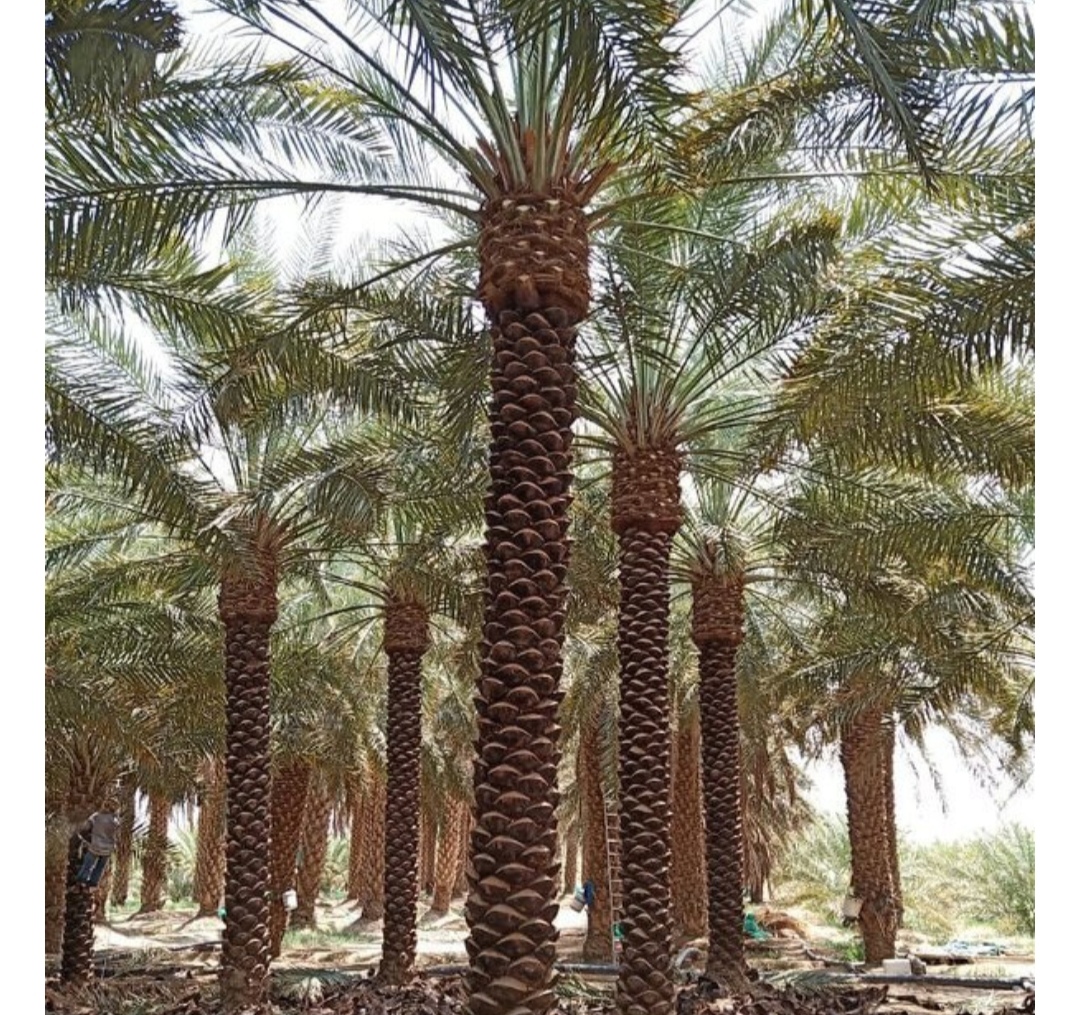 نخيل لتنسيق المساحات الخارجية
