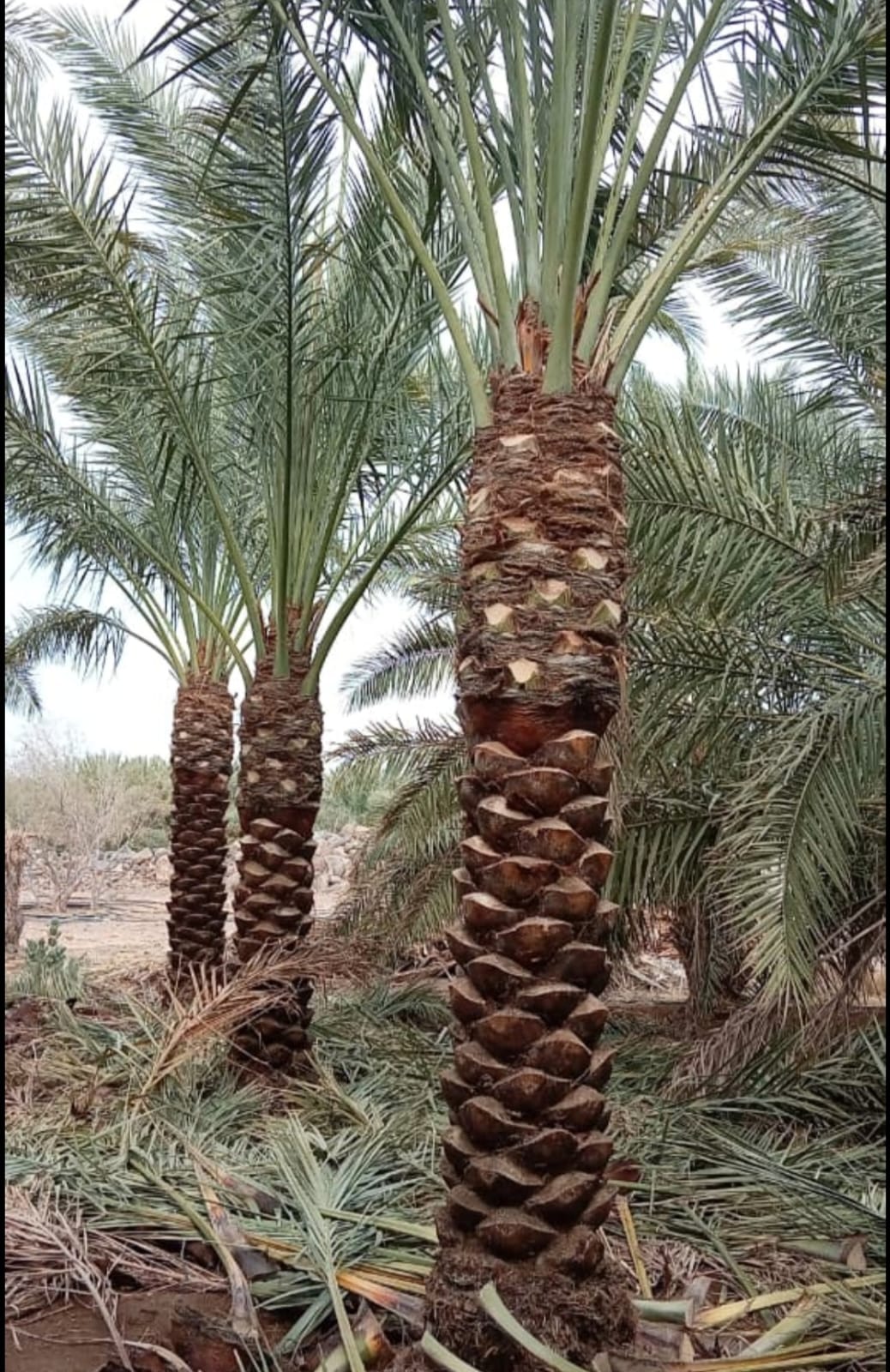 زراعة النخيل وتنسيق الموقع